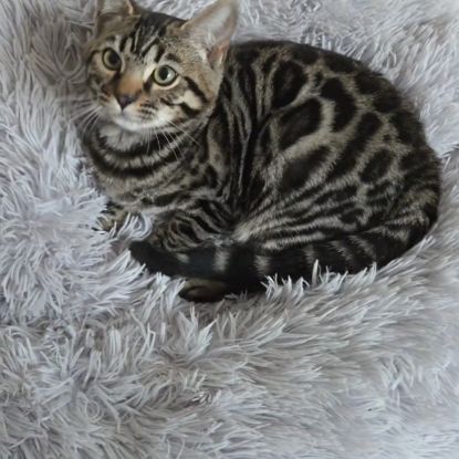 Chaton bengal loof #4