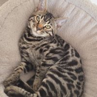 Chaton bengal loof #1