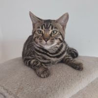 Chaton bengal loof #0