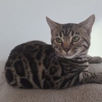 Chaton bengal loof #3