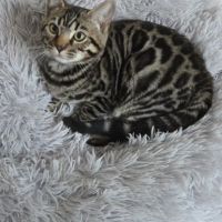 Chaton bengal loof #4
