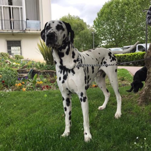 Dalmatien mâle de 7 ans #1