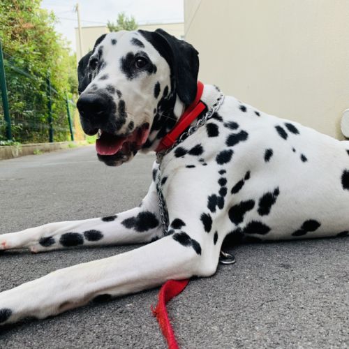 Dalmatien mâle de 7 ans #2