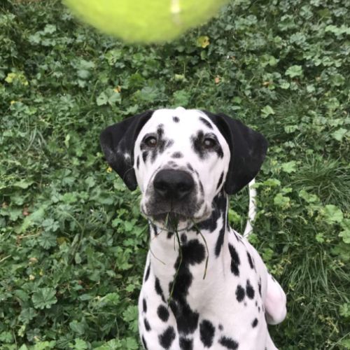 Dalmatien mâle de 7 ans #3