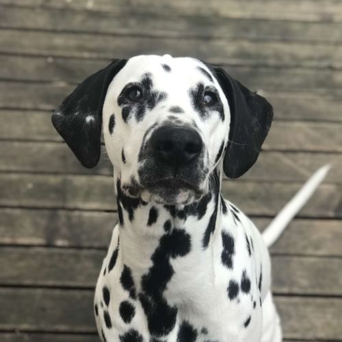 Dalmatien mâle de 7 ans #0