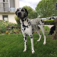 Dalmatien mâle de 7 ans #1