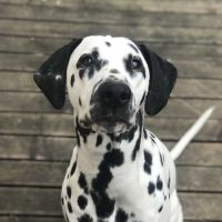 Dalmatien mâle de 7 ans