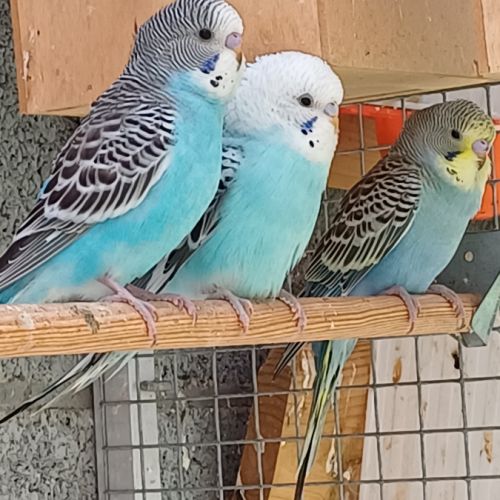 Perruche femelle 2025 #1