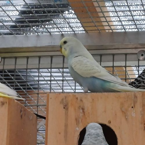 Perruche femelle 2025 #2