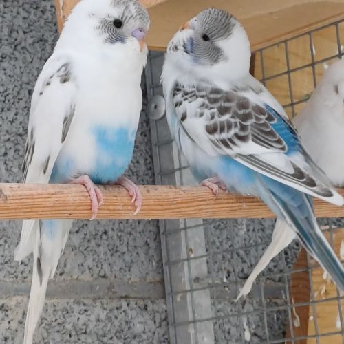 Perruche femelle 2025 #5