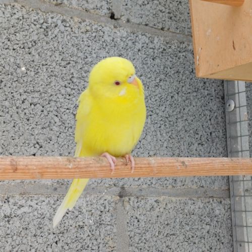 Perruche femelle 2025 #6