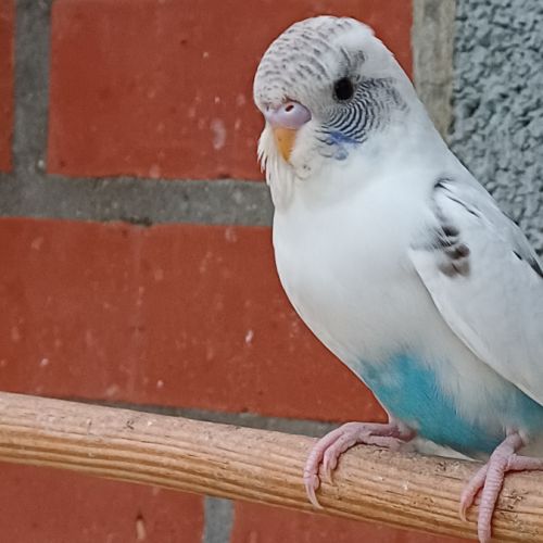 Perruche femelle 2025 #7