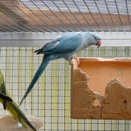 Perruche femelle 2025 #0