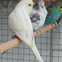 Perruche femelle 2025 #3