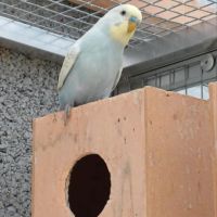 Perruche femelle 2025 #4