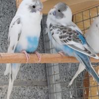 Perruche femelle 2025 #5