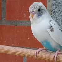 Perruche femelle 2025 #7