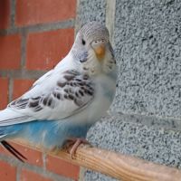 Perruche femelle 2025 #8