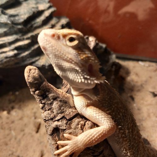 Mâle pogona 4 mois