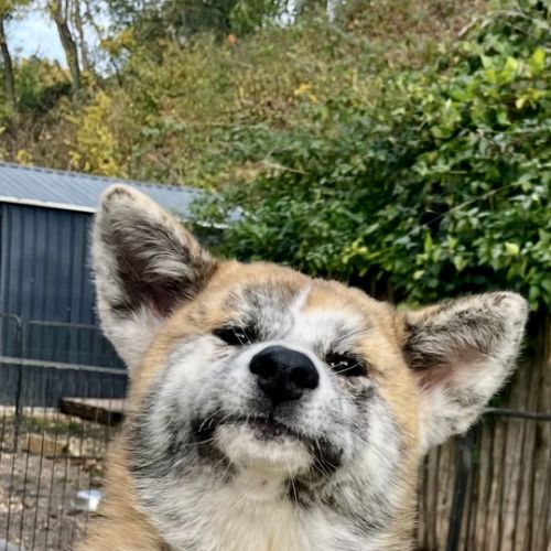 Chiot akita inu #0
