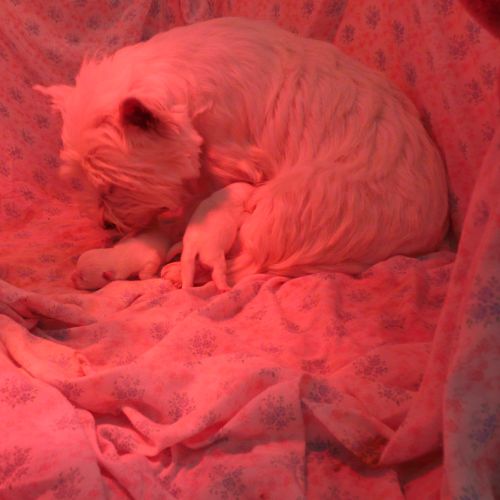 4 très beaux westie lof. elevage familial #1