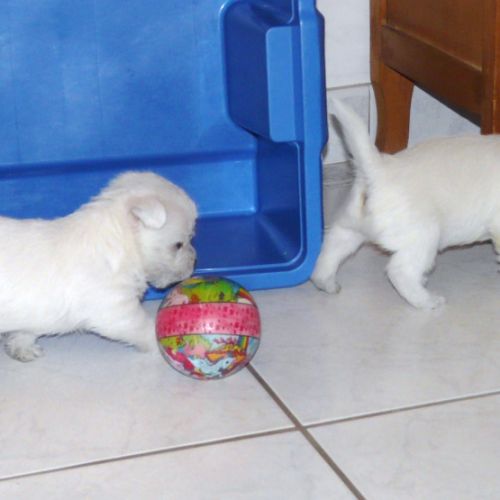 4 très beaux westie lof. elevage familial #2