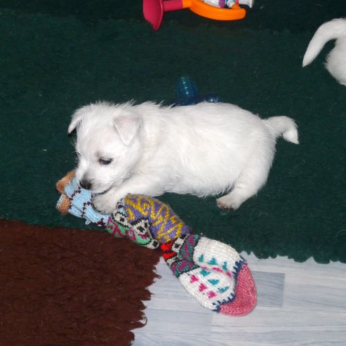 4 très beaux westie lof. elevage familial #3