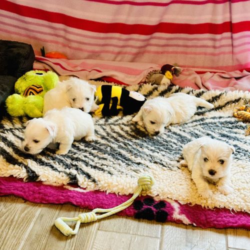 4 très beaux westie lof. elevage familial #5