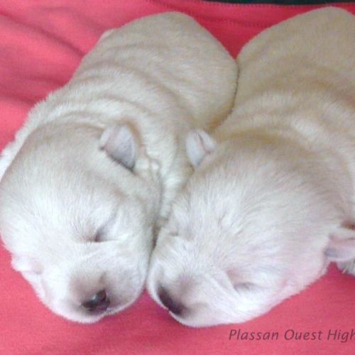 4 très beaux westie lof. elevage familial #9