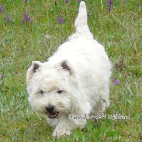 4 très beaux westie lof. elevage familial #10