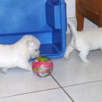 4 très beaux westie lof. elevage familial #2