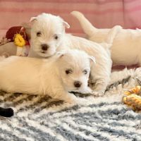 4 très beaux westie lof. elevage familial #7