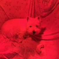 4 très beaux westie lof. elevage familial #8