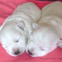 4 très beaux westie lof. elevage familial #9