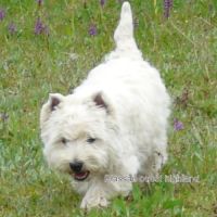 4 très beaux westie lof. elevage familial #10