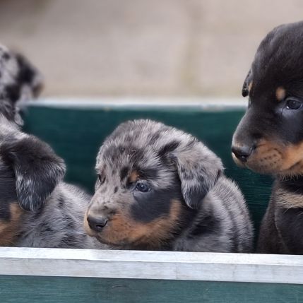 Superbes chiots beauceron à réserver