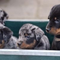 Superbes chiots beauceron à réserver