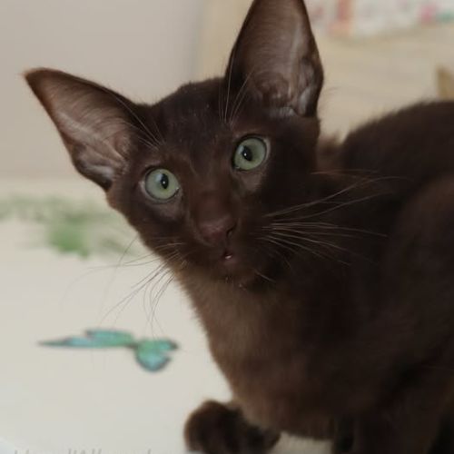 Achille splendide chaton loof tout chocolat