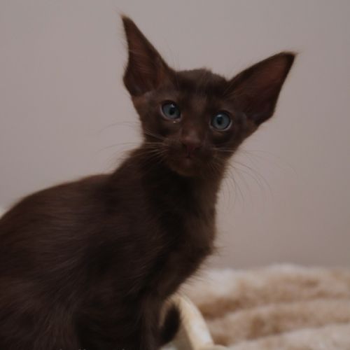 Achille splendide chaton loof tout chocolat #5