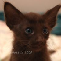 Achille splendide chaton loof tout chocolat #1