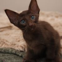 Achille splendide chaton loof tout chocolat #2
