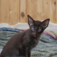 Achille splendide chaton loof tout chocolat #3