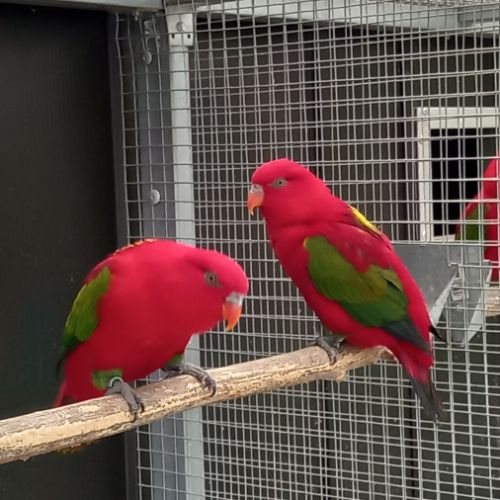 Lori des molluques #2