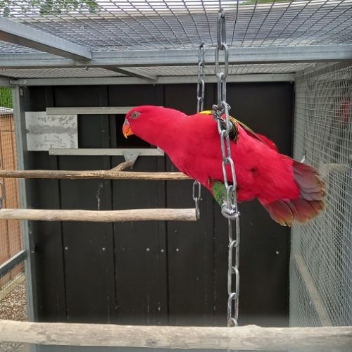 Lori des molluques #3