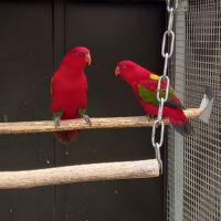 Lori des molluques #0