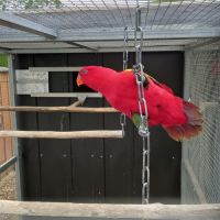 Lori des molluques #3