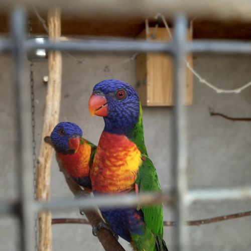 Loriquet de swainson #0