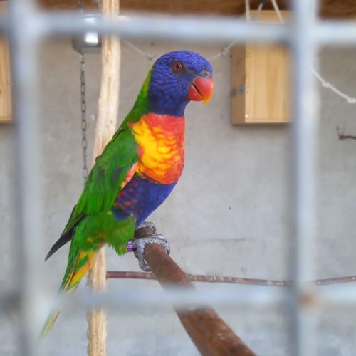 Loriquet de swainson #3