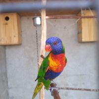 Loriquet de swainson #2