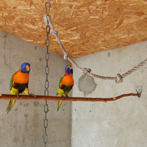 Loriquet rubritorquis #1